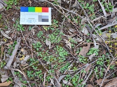 Pterostylis dolichochila