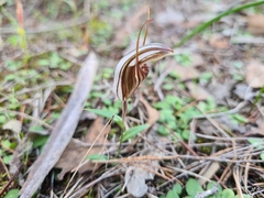 Pterostylis dolichochila