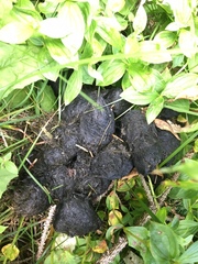 Ursus arctos middendorffi