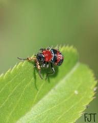 Collops quadrimaculatus