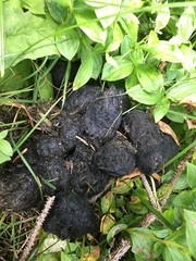 Ursus arctos middendorffi