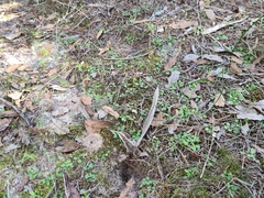 Pterostylis dolichochila