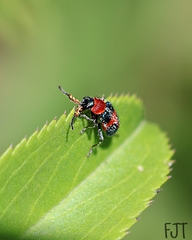 Collops quadrimaculatus