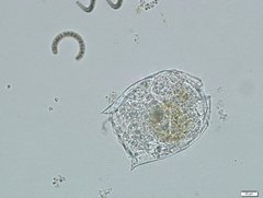 Brachionus urceolaris