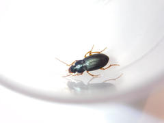 Ophonus laticollis