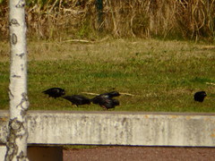 Sturnus unicolor