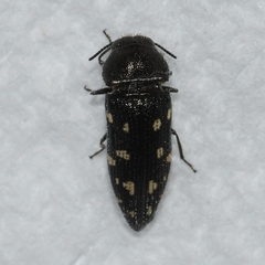 Acmaeodera tubulus