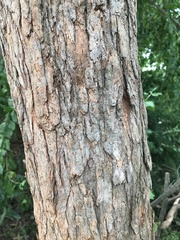Eucalyptus cloeziana