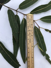 Eucalyptus cloeziana