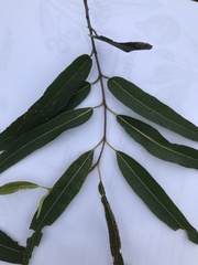 Eucalyptus cloeziana