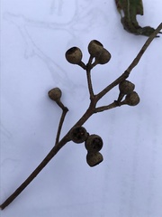 Eucalyptus cloeziana