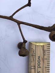 Eucalyptus cloeziana