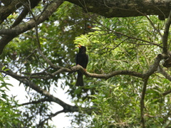 Hypsipetes leucocephalus