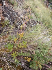 Potentilla sanguisorba