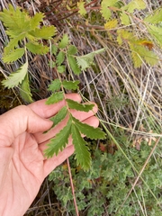 Potentilla sanguisorba