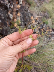 Potentilla sanguisorba
