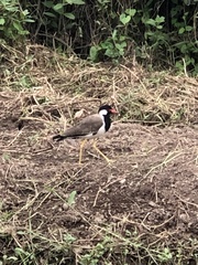 Vanellus indicus