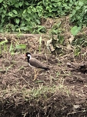 Vanellus indicus