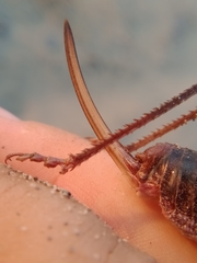 Anabrus simplex
