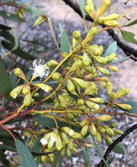 Eucalyptus calycogona