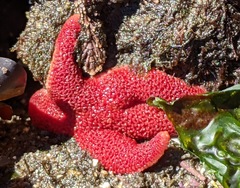 Henricia leviuscula