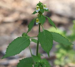 Galeopsis pubescens