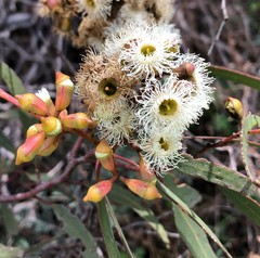 Eucalyptus calycogona