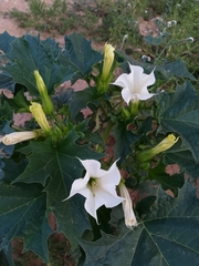 Datura stramonium