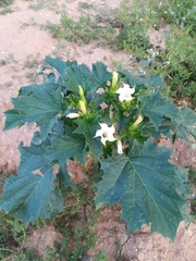 Datura stramonium