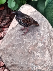 Sturnus vulgaris