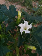 Datura stramonium