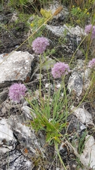 Allium burjaticum