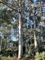 Eucalyptus saligna
