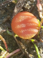 Pseudohygrocybe