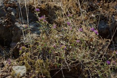 Monardella odoratissima glauca