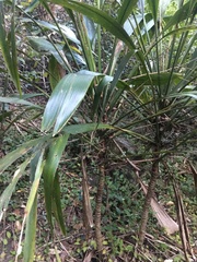 Cordyline rubra