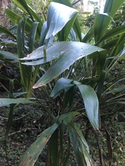 Cordyline rubra