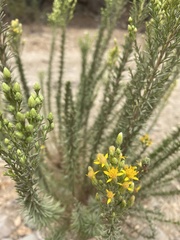 Ericameria palmeri