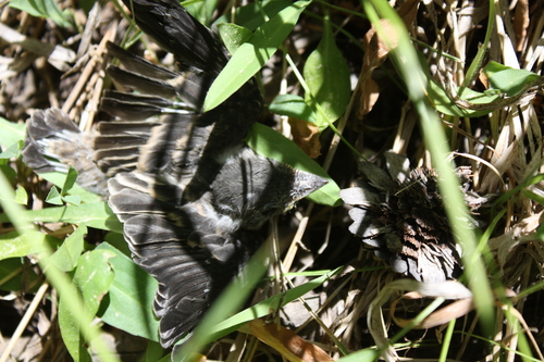 iNaturalist observation photo of Black Phoebe