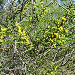 Acacia colletioides