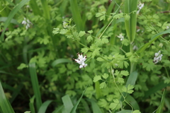 Fumaria capreolata capreolata