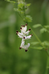 Fumaria capreolata capreolata