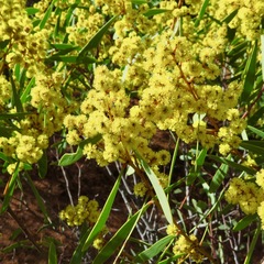 Acacia hakeoides