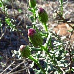 Olearia magniflora