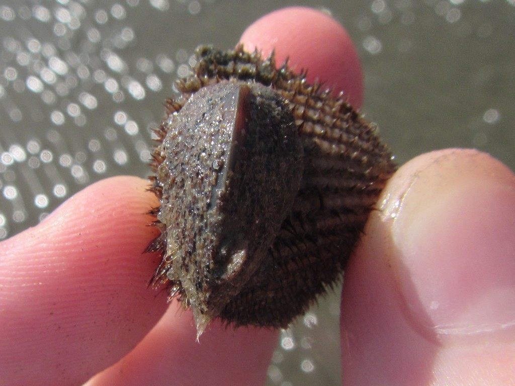 Ciboticolinae