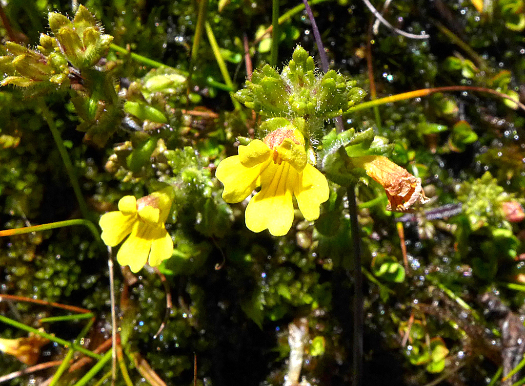 yellow eyebright