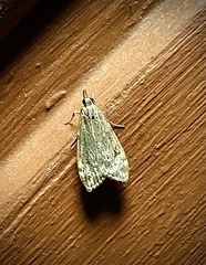 Eudonia lacustrata