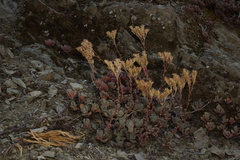 Sedum flavidum