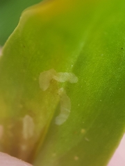 Chromatomyia centaurii