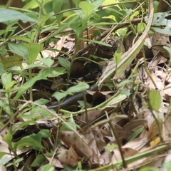 Plestiodon chinensis